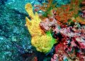 Giant Frogfish